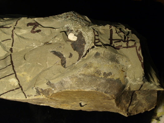 02_2809_002_FURFOSSIL.jpg 02_2809_002_FURFOSSIL.jpg