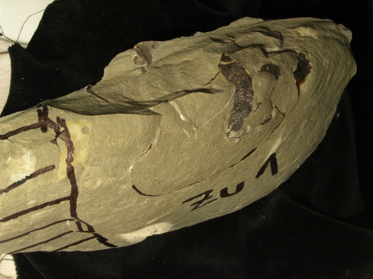 03_2809_002a_FURFOSSIL.jpg 03_2809_002a_FURFOSSIL.jpg