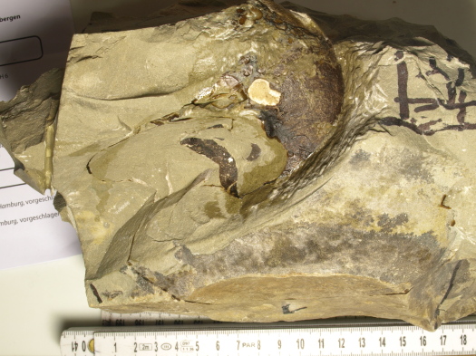 04_2809_120_FURFOSSIL.jpg 04_2809_120_FURFOSSIL.jpg