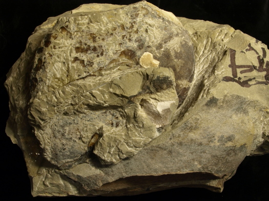 05_2809_122_FURFOSSIL.jpg 05_2809_122_FURFOSSIL.jpg