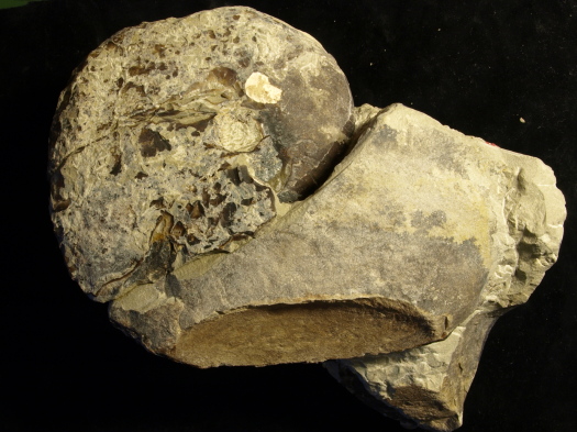 07_2809_127_FURFOSSIL.jpg 07_2809_127_FURFOSSIL.jpg