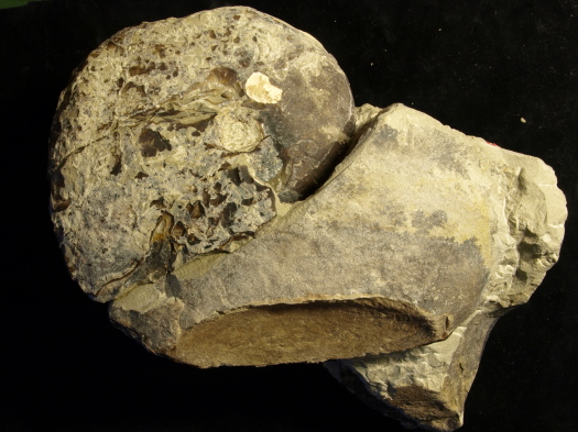 07_2809_127_FURFOSSIL.jpg