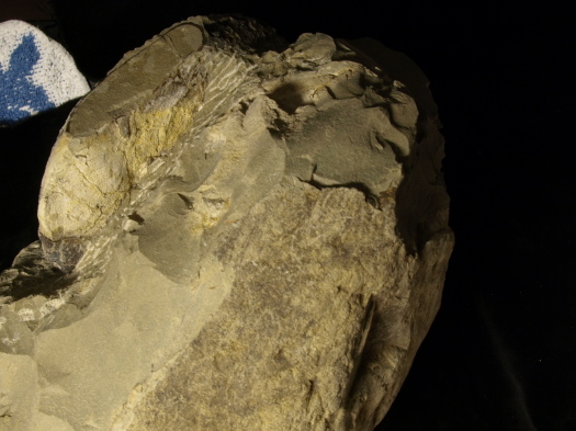 08_2809_140_FURFOSSIL.jpg 08_2809_140_FURFOSSIL.jpg