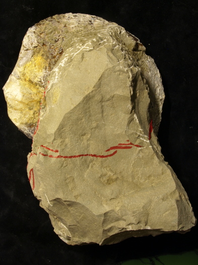 09_2809_142_FURFOSSIL.jpg 09_2809_142_FURFOSSIL.jpg