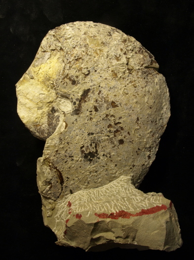 10_2809_146_FURFOSSIL.jpg 10_2809_146_FURFOSSIL.jpg