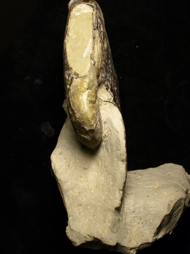 11_2809_171_FURFOSSIL.jpg 11_2809_171_FURFOSSIL.jpg