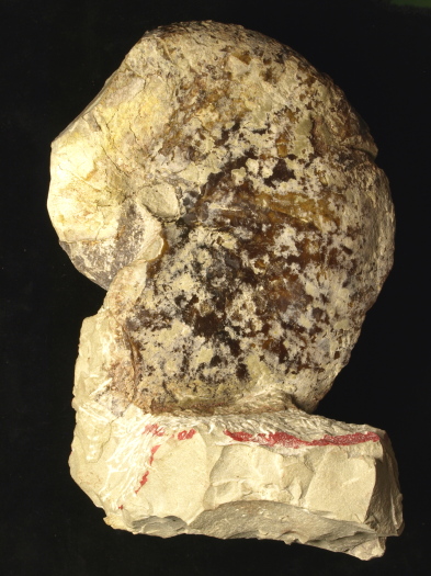 12_2809_147_FURFOSSIL.jpg 12_2809_147_FURFOSSIL.jpg