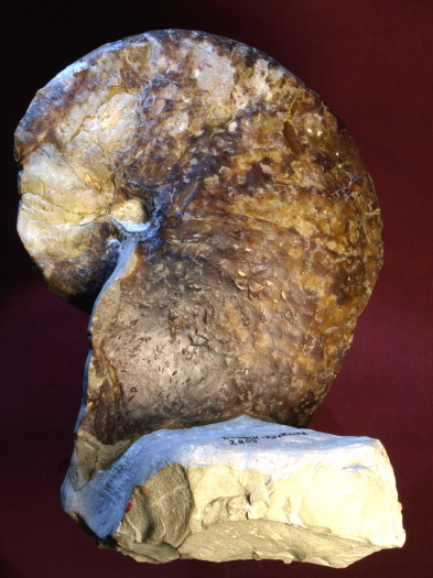 13_2809_150_FURFOSSIL.jpg 13_2809_150_FURFOSSIL.jpg