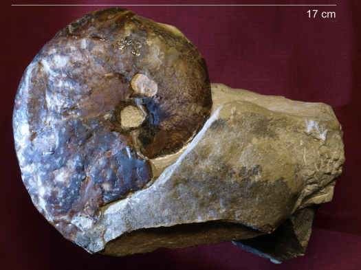 14_2809_130_A_FURFOSSIL.jpg 14_2809_130_A_FURFOSSIL.jpg