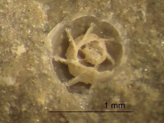 15_2809_181a_FURFOSSIL.jpg 15_2809_181a_FURFOSSIL.jpg