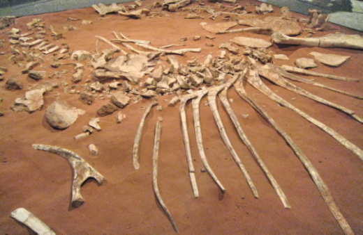 001_Spino_001_FURFOSSIL.jpg 001_Spino_001_FURFOSSIL.jpg