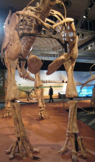 002_Spino_001a_FURFOSSIL.jpg 002_Spino_001a_FURFOSSIL.jpg