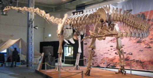003_Spino_003_FURFOSSIL.jpg 003_Spino_003_FURFOSSIL.jpg