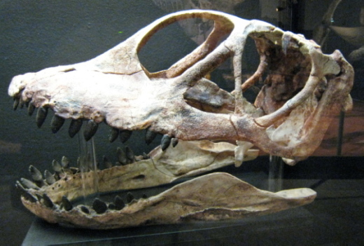 004_Spino_003a_FURFOSSIL.jpg 004_Spino_003a_FURFOSSIL.jpg