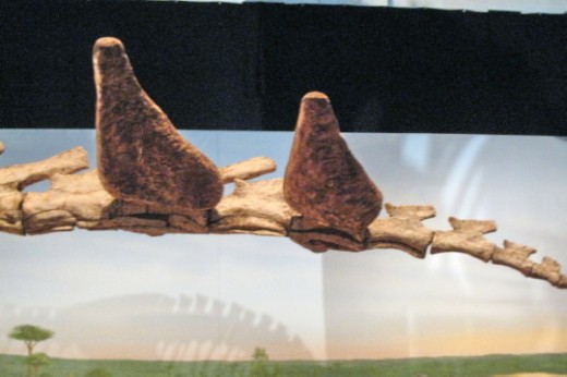005_Spino_003b_FURFOSSIL.jpg 005_Spino_003b_FURFOSSIL.jpg