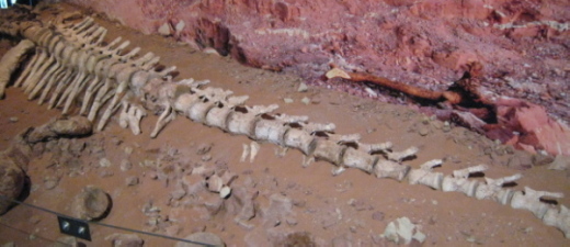 007_Jobaria_001_FURFOSSIL.jpg 007_Jobaria_001_FURFOSSIL.jpg