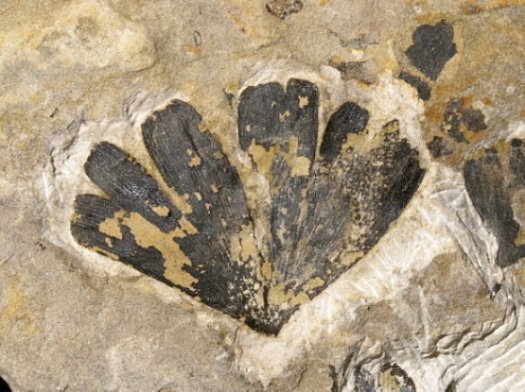 01_Scalby _01_FURFOSSIL_1.jpg 01_Scalby _01_FURFOSSIL_1.jpg