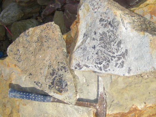 01_Scalby_02_FURFOSSIL_1.jpg 01_Scalby_02_FURFOSSIL_1.jpg