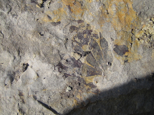 01_Scalby_03_FURFOSSIL.jpg 01_Scalby_03_FURFOSSIL.jpg