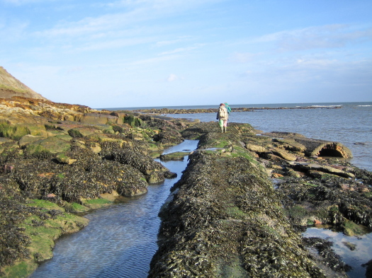 01_Scalby_06_FURFOSSIL.jpg 01_Scalby_06_FURFOSSIL.jpg