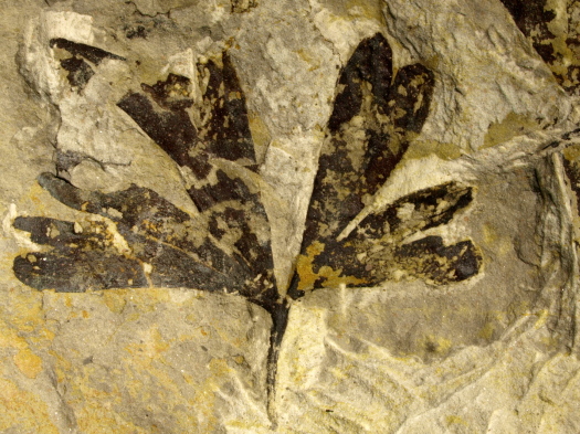 01_Scalby_09_2658_FURFOSSIL.JPG 01_Scalby_09_2658_FURFOSSIL.JPG