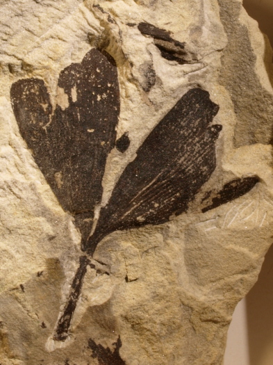 01_Scalby_10_1638_FURFOSSIL.jpg 01_Scalby_10_1638_FURFOSSIL.jpg