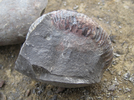 02_Port_Mulgrave_06_FURFOSSIL.jpg 02_Port_Mulgrave_06_FURFOSSIL.jpg