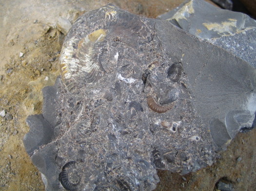 02_Port_Mulgrave_08_FURFOSSIL.jpg 02_Port_Mulgrave_08_FURFOSSIL.jpg