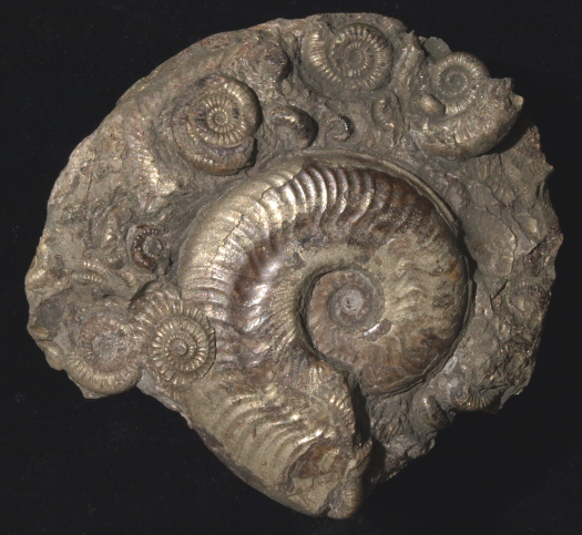 02_Port_Mulgrave_11_FURFOSSIL.jpg 02_Port_Mulgrave_11_FURFOSSIL.jpg