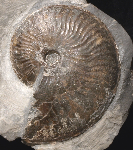 02_Port_Mulgrave_12_FURFOSSIL.jpg 02_Port_Mulgrave_12_FURFOSSIL.jpg