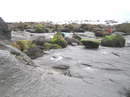 03_Ravenscar_07_FURFOSSIL.jpg 03_Ravenscar_07_FURFOSSIL.jpg