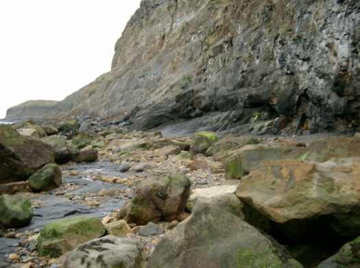 03_Ravenscar_08_FURFOSSIL.jpg 03_Ravenscar_08_FURFOSSIL.jpg