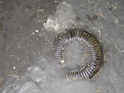 03_Ravenscar_10_FURFOSSIL.jpg 03_Ravenscar_10_FURFOSSIL.jpg