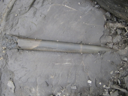 03_Ravenscar_11_FURFOSSIL.jpg 03_Ravenscar_11_FURFOSSIL.jpg