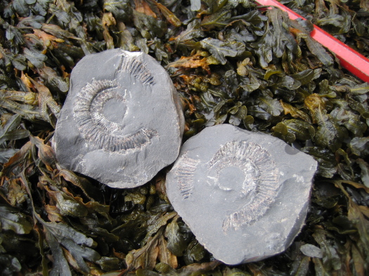 03_Ravenscar_12_FURFOSSIL.jpg 03_Ravenscar_12_FURFOSSIL.jpg