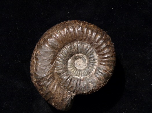 03_Ravenscar_13_0783_FURFOSSIL.jpg 03_Ravenscar_13_0783_FURFOSSIL.jpg