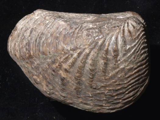 03_Ravenscar_14_0796_FURFOSSIL.jpg 03_Ravenscar_14_0796_FURFOSSIL.jpg