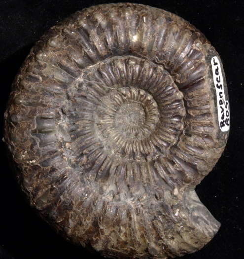 03_Ravenscar_15_0805_FURFOSSIL.jpg 03_Ravenscar_15_0805_FURFOSSIL.jpg