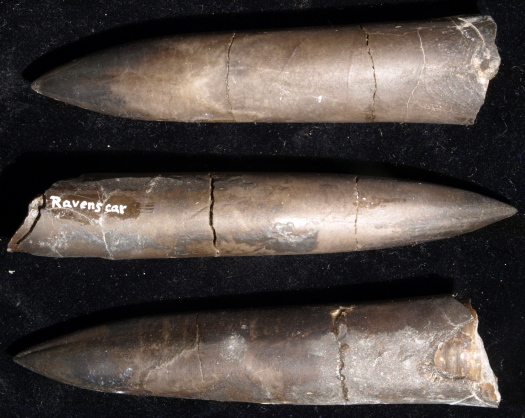 03_Ravenscar_16_0942_FURFOSSIL.jpg 03_Ravenscar_16_0942_FURFOSSIL.jpg