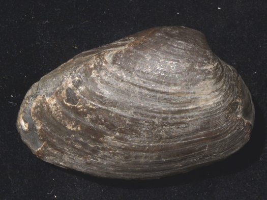 03_Ravenscar_17_0982_FURFOSSIL.jpg 03_Ravenscar_17_0982_FURFOSSIL.jpg