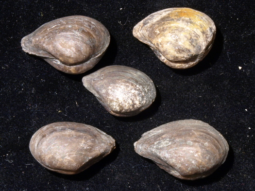03_Ravenscar_18_1139_FURFOSSIL.jpg 03_Ravenscar_18_1139_FURFOSSIL.jpg