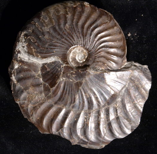 03_Ravenscar_19_0791_FURFOSSIL.jpg