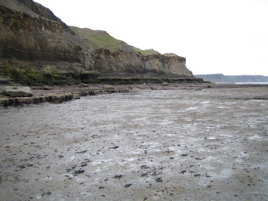 04_Kettleness_05_FURFOSSIL.jpg 04_Kettleness_05_FURFOSSIL.jpg