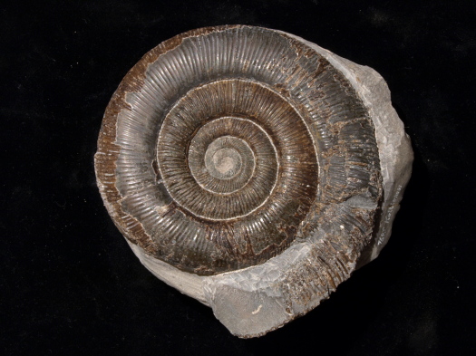 04_Kettleness_10_1645_9_cm_FURFOSSIL.jpg 04_Kettleness_10_1645_9_cm_FURFOSSIL.jpg