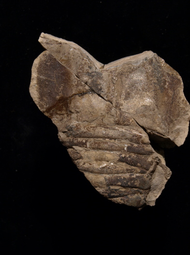 04_Kettleness_11_1702_FURFOSSIL.jpg 04_Kettleness_11_1702_FURFOSSIL.jpg
