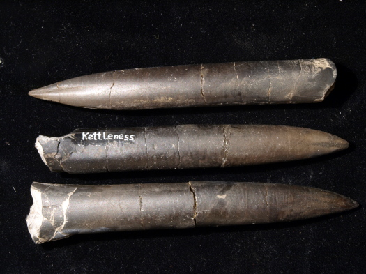 04_Kettleness_12_0385_FURFOSSIL.jpg 04_Kettleness_12_0385_FURFOSSIL.jpg