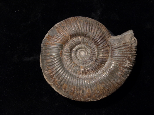 04_Kettleness_13_0772_FURFOSSIL.jpg 04_Kettleness_13_0772_FURFOSSIL.jpg