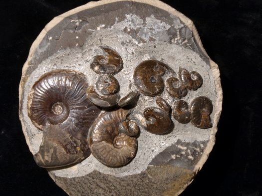 04_Kettleness_15_1077_FURFOSSIL.jpg 04_Kettleness_15_1077_FURFOSSIL.jpg