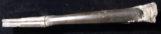 04_Kettleness_16_0328_16_cm_FURFOSSIL.jpg 04_Kettleness_16_0328_16_cm_FURFOSSIL.jpg