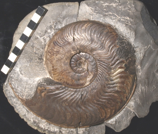 04_Kettleness_17_1076_FURFOSSIL.jpg 04_Kettleness_17_1076_FURFOSSIL.jpg